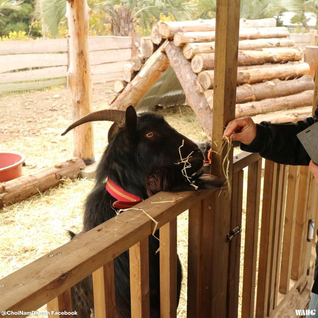 Fruit Picking in Jeju Best Orange Farms to Visit