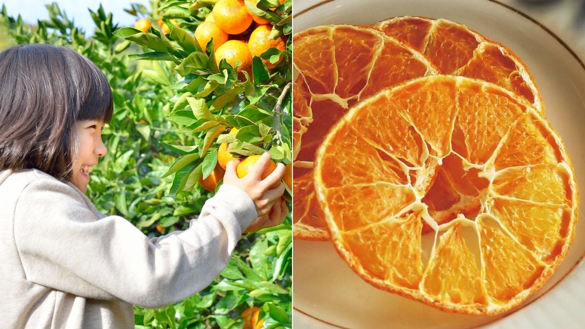 Fruit Picking in Jeju Best Orange Farms to Visit
